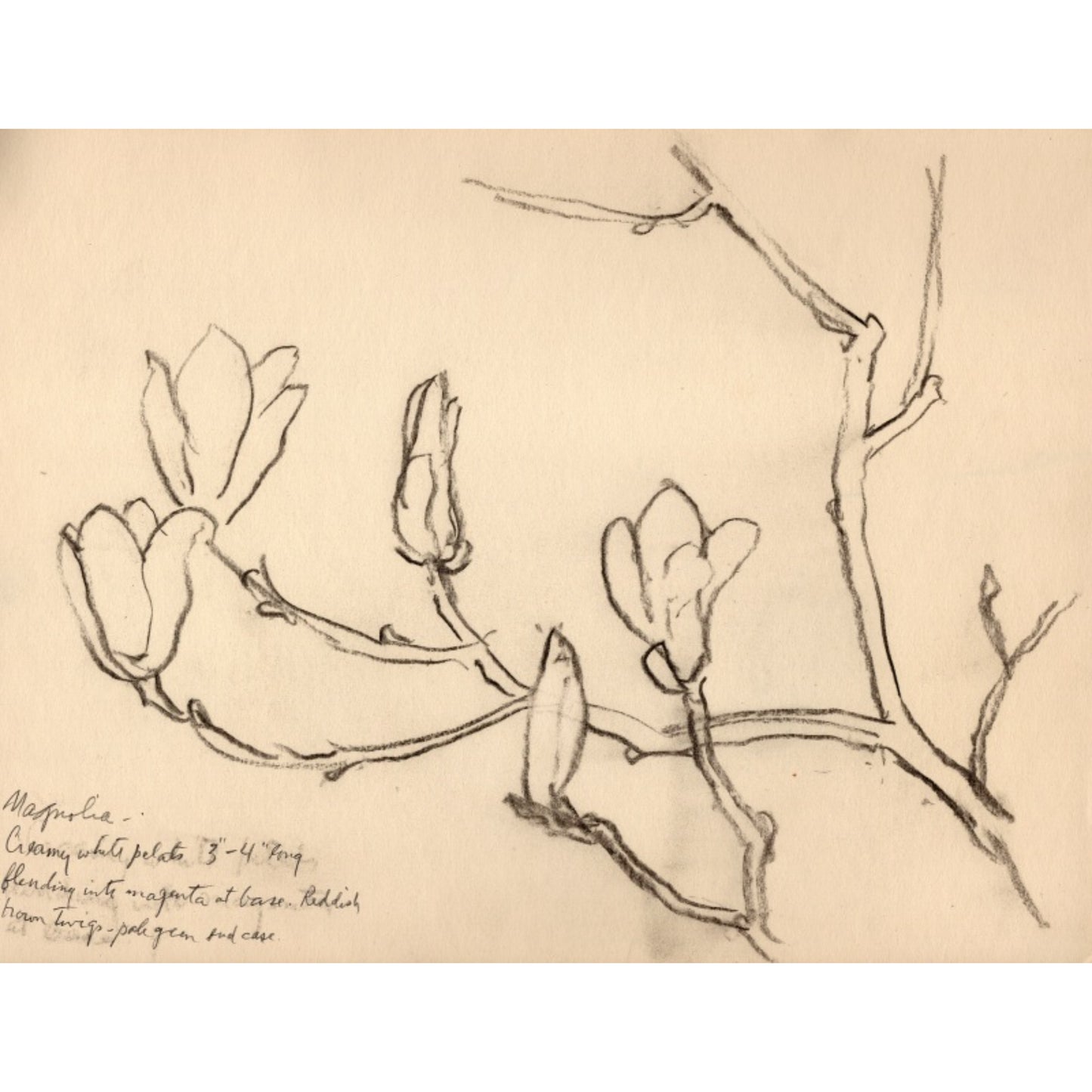 1564 - 11.75" x 9"